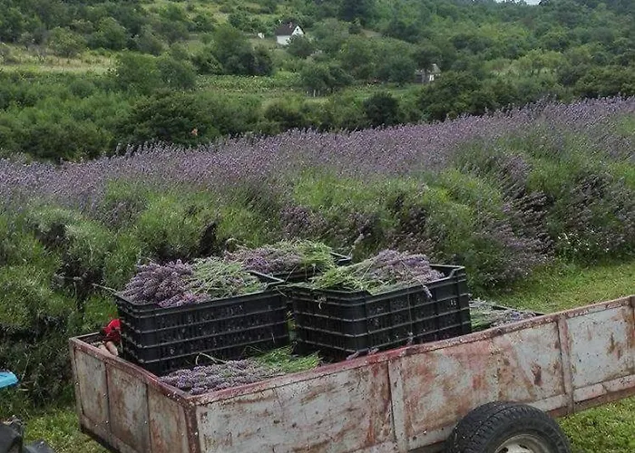 בית הארחה Elisabeth Vendeghaz בלטונודבארי